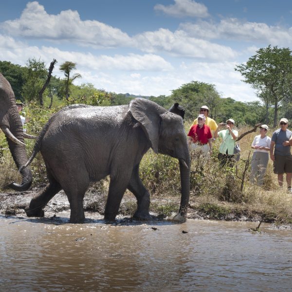 Elephant Encounter